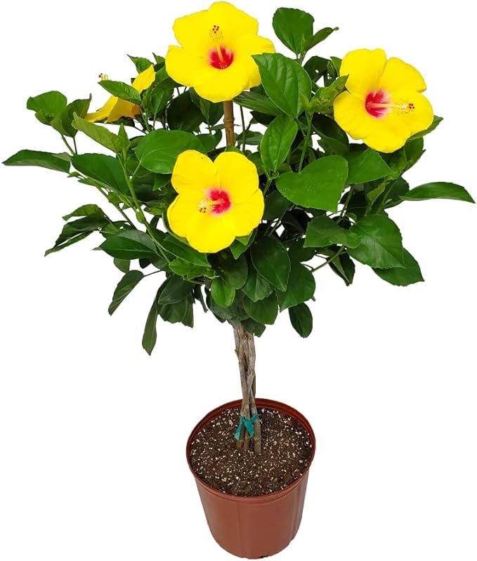 Braided Yoder Yellow Hibiscus Tree - Yellow Hibiscus Flowers - Overall Size 36" to 42" - Live Plant - Tropical Plants of Florida (Plant)