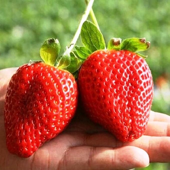 Strawberry Fresca Seeds – Fragaria × Ananassa | Perennial | Everbearing, Sweet & Juicy Garden Strawberry