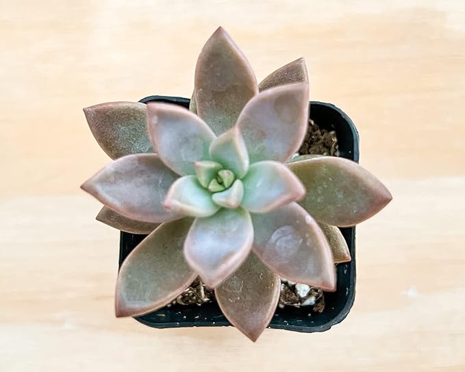 Sprout N Green Golden Sedum | Sedum adolphi, Mini Live Succulent Fully Rooted in 2 inch Starter Pot with Soil Mix, House Plant for Home Office Wedding Decor Party Favor