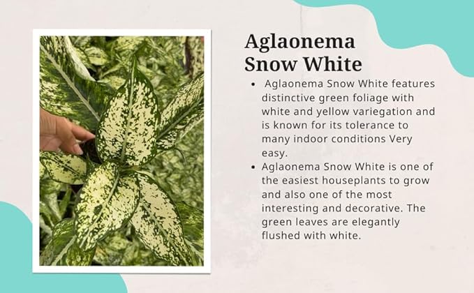 Aglaonema Snow White – Live Plant in 4" Grower’s Pot, Easy to Grow Low Maintenance Indoor Houseplant, White Plants, Includes UniHeat Pack for Winter Protection