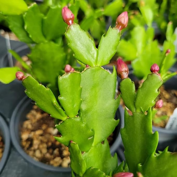 2 Yellow Christmas Cactus Plants Live, 4 to 7 Inch Tall Colorful Christmas Cactus, Holiday Flower Houseplant, Indoor Outdoors Easy Care Plants for Home Garden