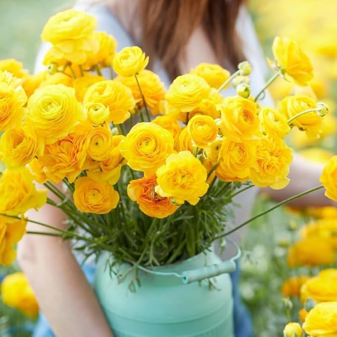 25 Ranunculus Bulbs for Fall Planting, Perennial Flowers Bulbs for Gardens, Vibrant Peony Buttercup Corms for Outdoor Borders (Yellow Ranunculus)