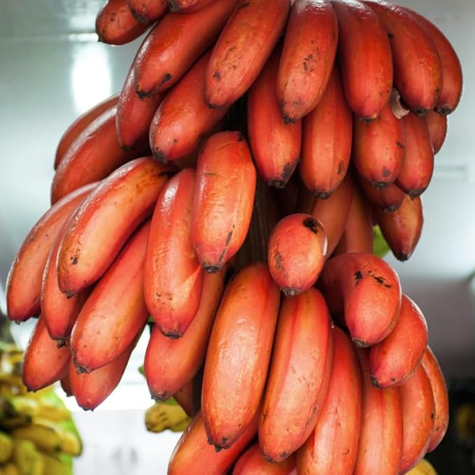 Zebrina Banana Plant Live for Planting, Banana Trees Live Plants for Outdoor Indoor Planting, Cold Hardy, 4-7" in Tall, No Pot, Musa Plant