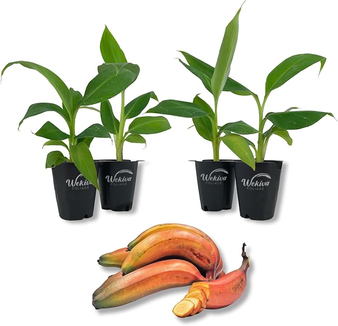 Red Cuban Banana Tree - 4 Live Starter Plants - Musa - Edible Fruit Bearing Tree for The Patio and Garden