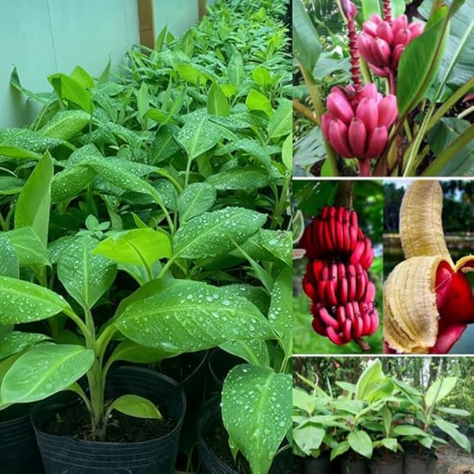 Red Banana Plant Live for Planting, Banana Trees Live Plants for Outdoor Indoor Planting, Cold Hardy, 4-7" in Tall, No Pot, Musa Plant