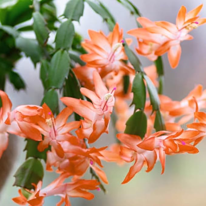 2 Christmas Cactus Plants Live, Starter Holiday Thanksgiving Cactus Plant for Indoor Outdoor Houseplants, Fasle Easter Cactus Plants Like, Cold Hardy, 5-9" in Tall, No Pot (Salmon)