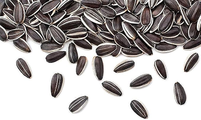 Gigantic Sunflower Seeds - 16' Tall - Helianthus Giganteus - Attracts Bees and Butterflies. It is Perennial and can be Used as a Hedge.