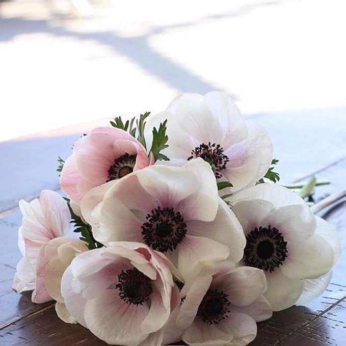 Easy to Grow Anemone Italian Mistral Plus Bianco Centro Nero - 10 Plant Bulbs, Beautiful White Flowers in Spring Gardens Full Sun
