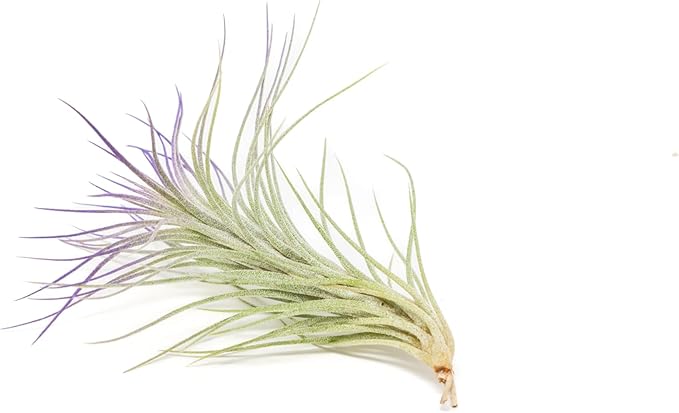Lavender Colorful Tillandsia Air Plants - Long Lasting Color Enhanced Live Tillandsia Succulent House Plants - Home and Garden Decor - Easy Care Indoor and Outdoor Air Plant