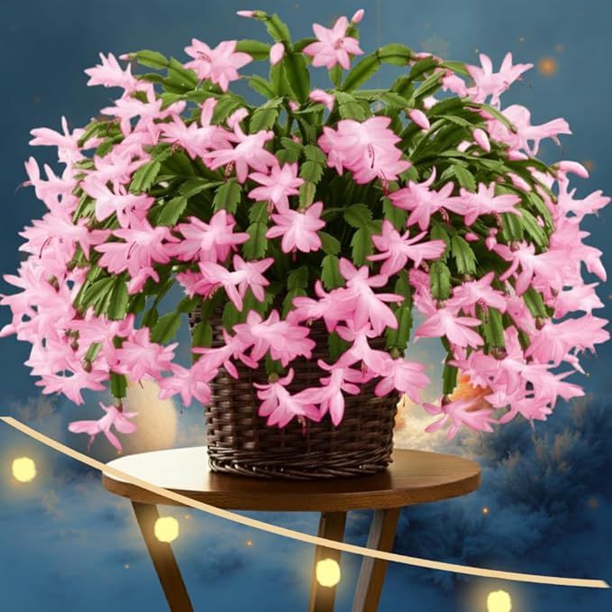 1 Thanksgiving Christmas Cactus Plants Live in 4" Pot, Houseplant Holiday Cactus, Vibrant Single Color Blooms Indoor Outdoor, Zygocactus Like, Winter Hardy (Light Pink)