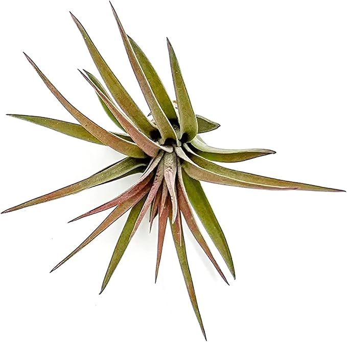 ragnaroc Air Plants - Tillandsia Brachycaulos Abdita, Large 4-6" - 1 ct - Live Arrival Guaranteed - House Plants for Home Decor & Gift