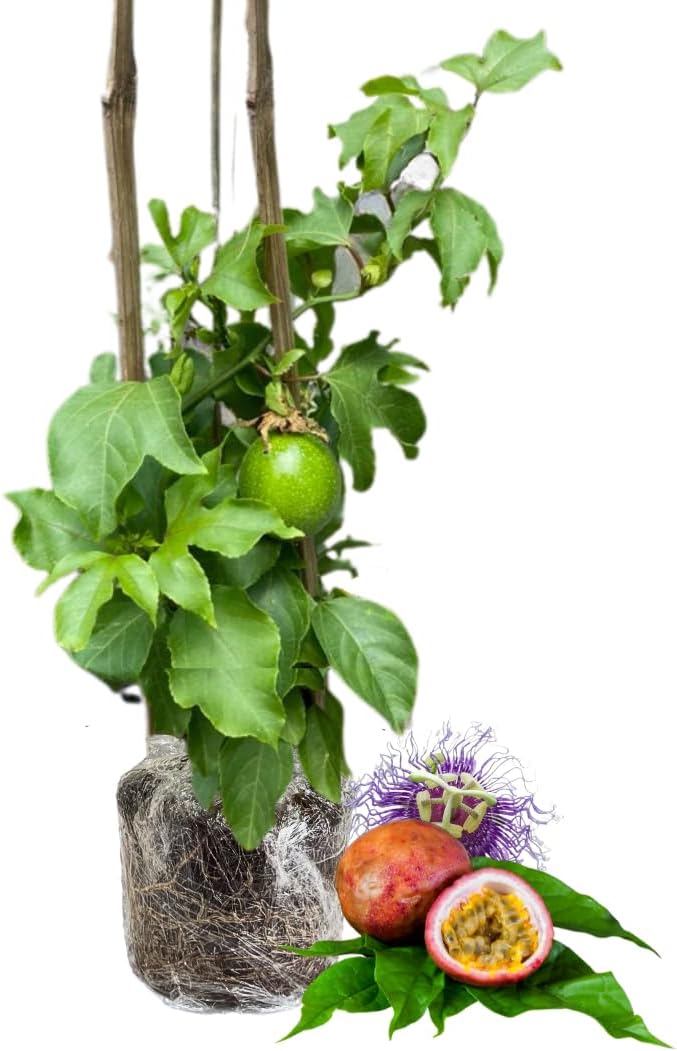 Live Passionfruit Plant Vine - 6 to 8 Inches Tall, Hardy and Fruit-Bearing, Purple Passion Fruit Tree Live Plant, for Planting Home Gardens and Containers