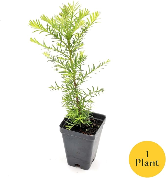 1 Coastal Redwood in 2.5” Nursery Cube (Sequoia sempervirens) | Majestic Evergreen Tree for Shade, Privacy & Wildlife Support | Ready-to-Plant Live Starter Plant