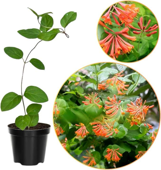 Dropmore Scarlet Climbing Honeysuckle Plant Live, Fragrant Honeysuckle Plants Vine Bushes in 2.5 Inch Pot