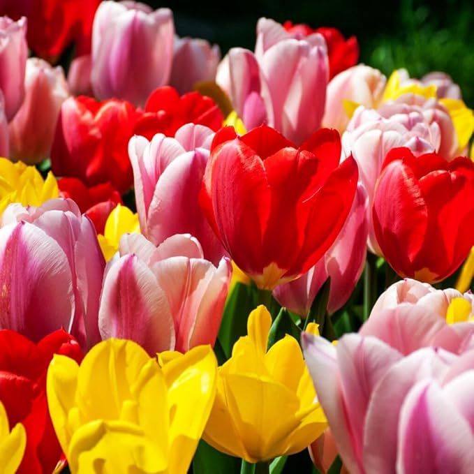 Tulipa Fringed Mixture Tulip Bulbs Size 11/12 for Planting - Plant in Fall, Winter or Early Spring (Apeldoorn Mixture, 15, Count)