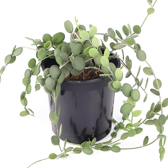 Rare Xerosicyos danguyi 'Silver Dollar Vine' (6" Minimalist Pot w. Saucer) - Penny Plant - Rare Succulent Plant Live - Trailing Indoor Houseplant - Unique Exotic Houseplant for Home Decor