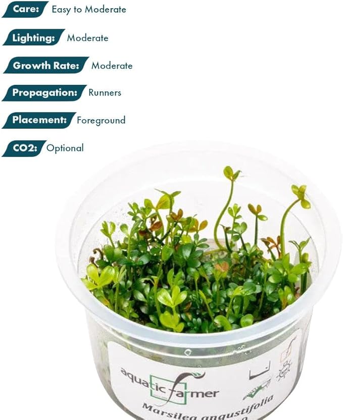 SubstrateSource Live Plant - Narrow-Leaf Nardoo (Marsilea angustifolia) - Foreground Carpet, Snail-Free in Vitro Aquarium Plant - Tissue Culture