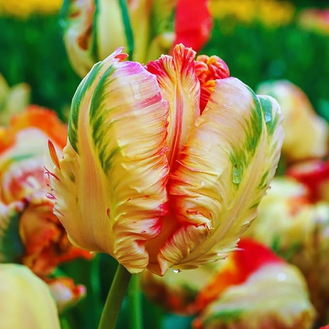 15 Parrot Tulip Bulbs for Fall Planting, Tulip Spring Flower Bulbs Perennial Outdoor, Colorful Blooms Groundcover Bulb