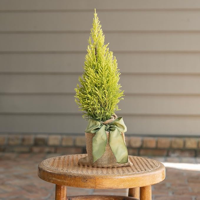 Lemony Christmas Tree. Lemon Cypress 'Goldcrest' (Cupressus Macrocarpa) - Vibrant Yellow-Green Foliage, Citrus Scent, Indoor/Outdoor (4 Cypress-Lemon Cups)