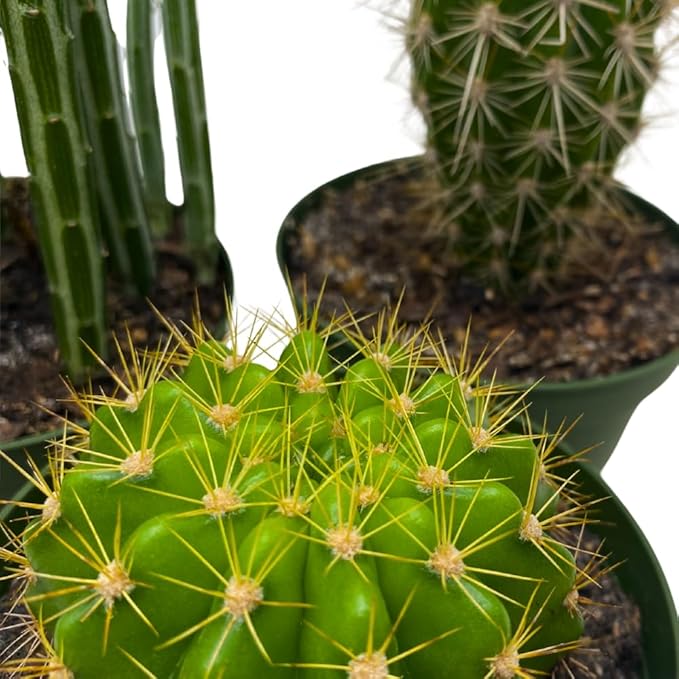 BubbleBlooms Cactus Assortment, 4 inch Set of 3, Best-Sellers Most Popular Cacti Variety