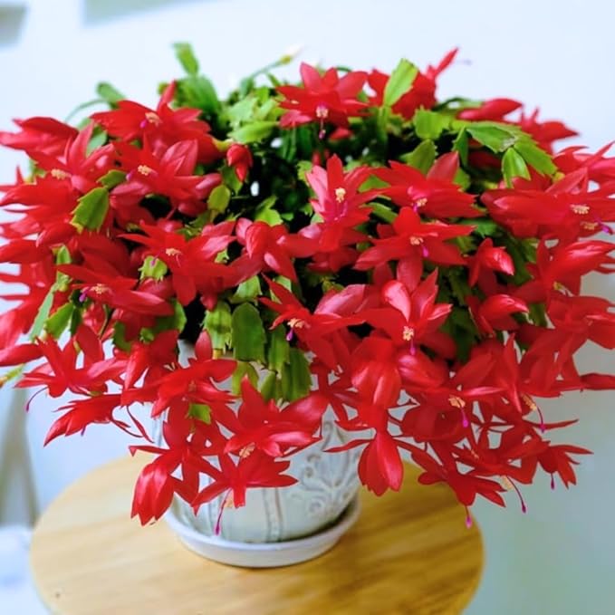 Christmas Cactus Plants Live, Thanksgiving Cactus Easter Cactus Like, 4-8 Inc Tall, Cold Hardy, Holiday Cactus for Indoor Outdoor Planting, Starter Size (Random Single Bloom)
