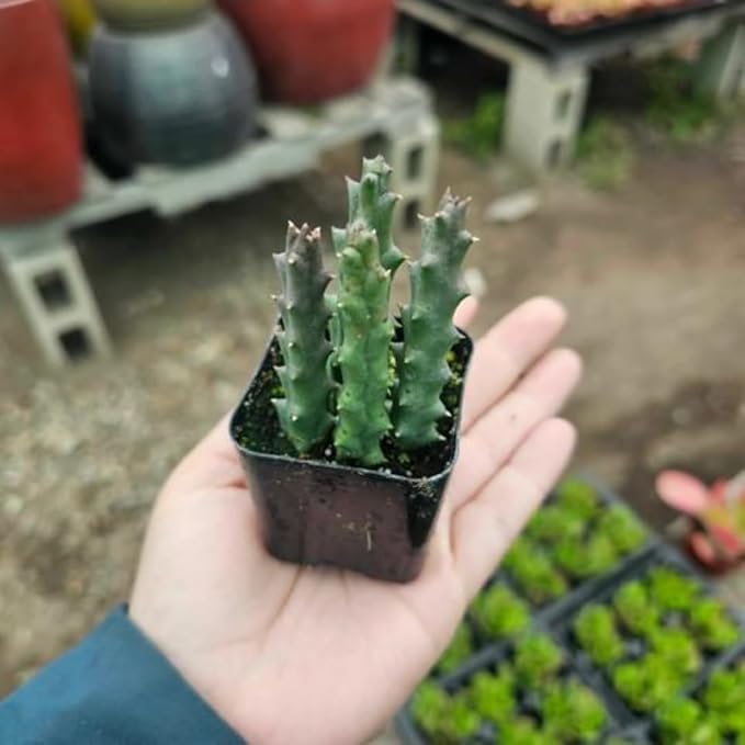 Lifesaver Zebrina Starfish Cactus Cactus Plant, Trailing Cactus Succulent Well Rooted in 2" Pot Ornamental Houseplant for Hanging Basket