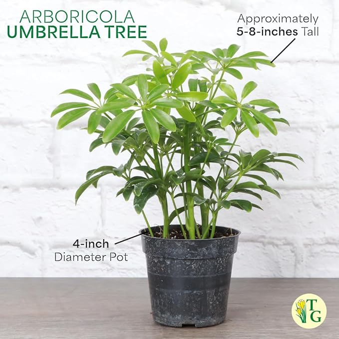 Thorsen's Greenhouse Live Arboricola Umbrella Tree Plant, Schefflera Arboricola, Natural Air Purifier, Easy to Grow, Live Indoor Houseplant, 4-inch Diameter (Blush)