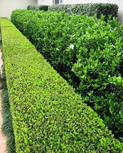 Japanese Boxwood | 2 Large Gallon Size Plants | Buxus Microphylla | Evergreen Shrub, Low Maintenance, Ideal for Hedges, Dense Foliage, Perfect for Borders, Hardy Versatile Landscaping