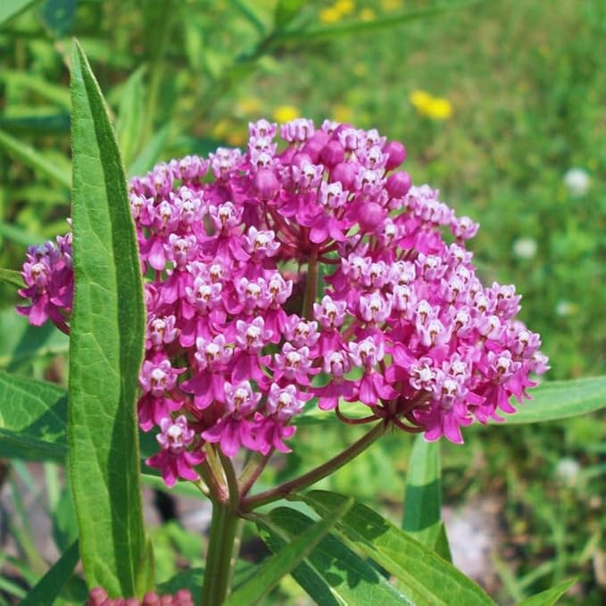 2 Mix Butterfly Milkweed Plants Live, Live Milkweed Plants, Asclepias Tuberosa Plant for Gardening, 5 to 7 Inc Tall