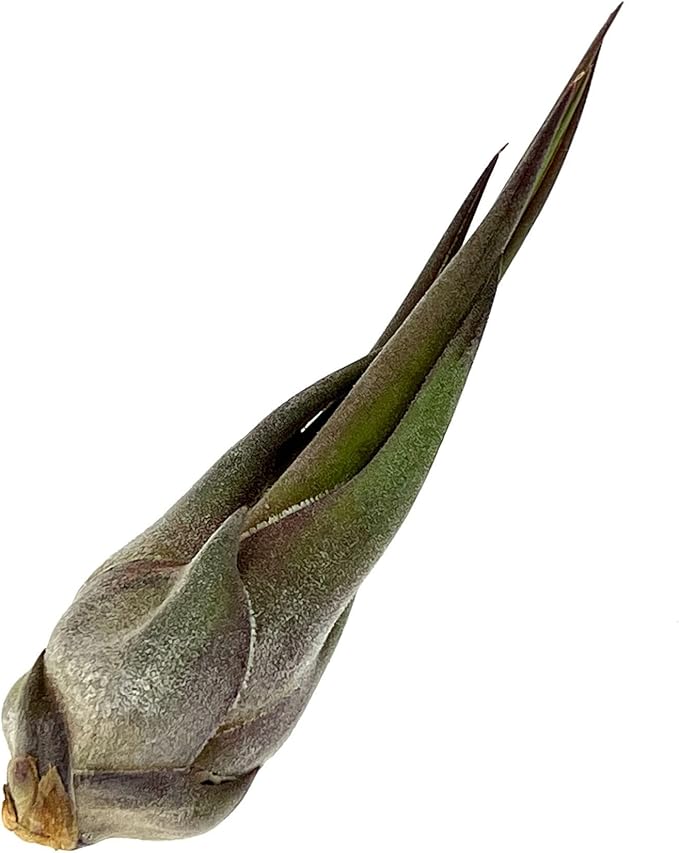 ragnaroc Air Plants - Tillandsia Seleriana, Large 4-6" - 1ct - Live Arrival Guaranteed - House Plants for Home Decor & Gift