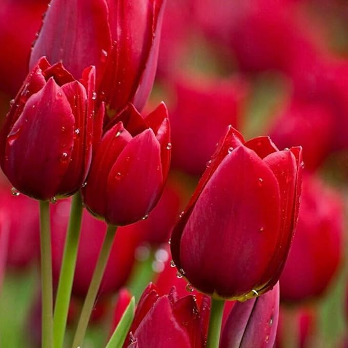 15 Red Tulip Bulbs for Fall Planting, Tulip Spring Flower Bulbs Perennial Outdoor, Colorful Blooms Groundcover Bulb