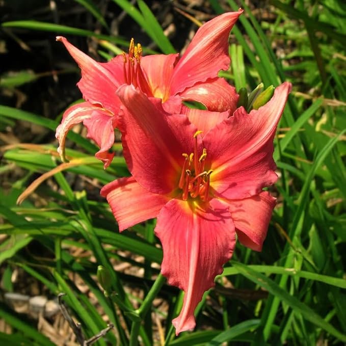 Rose Red Ruffles Daylily Flower Bulbs – Bright Pink-Red Ruffled Blooms – Rabbit-Resistant Hardy Summer Perennial for Borders (Zones 3–9) Fall Planting Spring Blooming