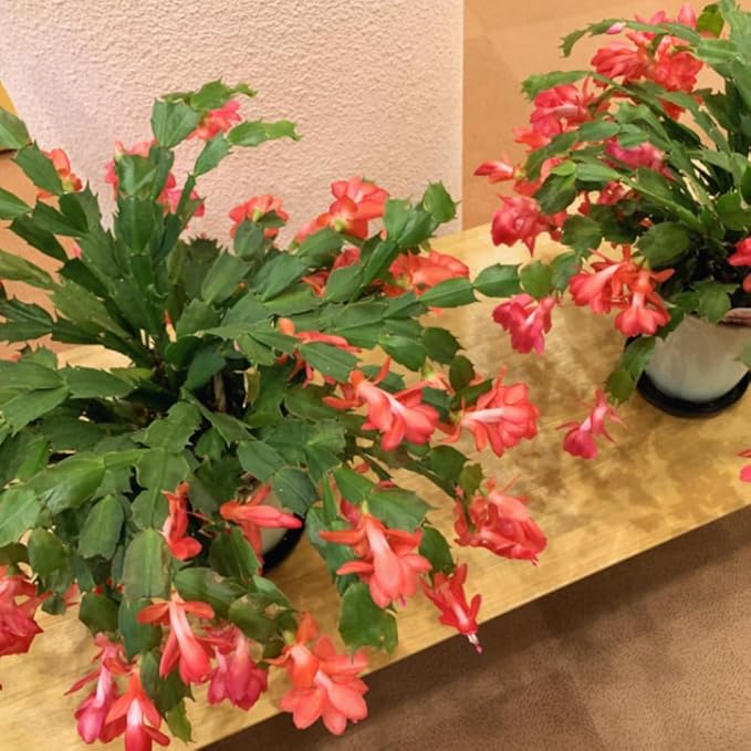 Christmas Cactus Plant Live, Holiday Cactus Live Plant, Hanging Baskets Houseplants, 4 Inc Potted (Orange)