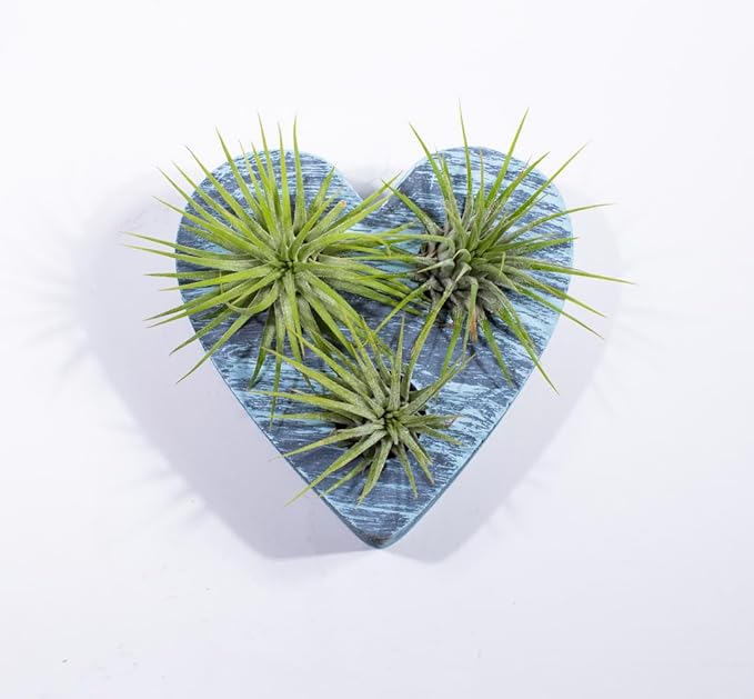 Air Plants - Tillandsia Ionantha - Organically Enhanced Color - Live Arrival Guaranteed - House Plants for Home Decor & Gift (Coastal Turquoise - Green)