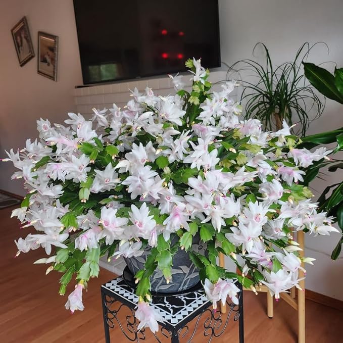 2 White Christmas Cactus Plants Live, 4 to 7 Inch Tall Colorful Christmas Cactus, Holiday Flower Houseplant, Indoor Outdoors Easy Care Plants for Home Garden