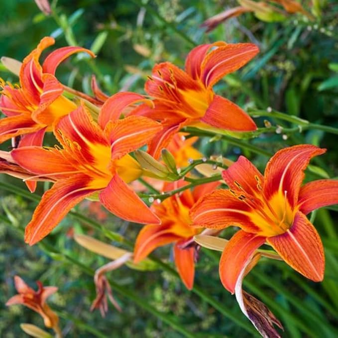 3 Orange Daylily Bulbs for Planting, Reblooming Daylilies Bulbs, Perennial Flowers Bulbs