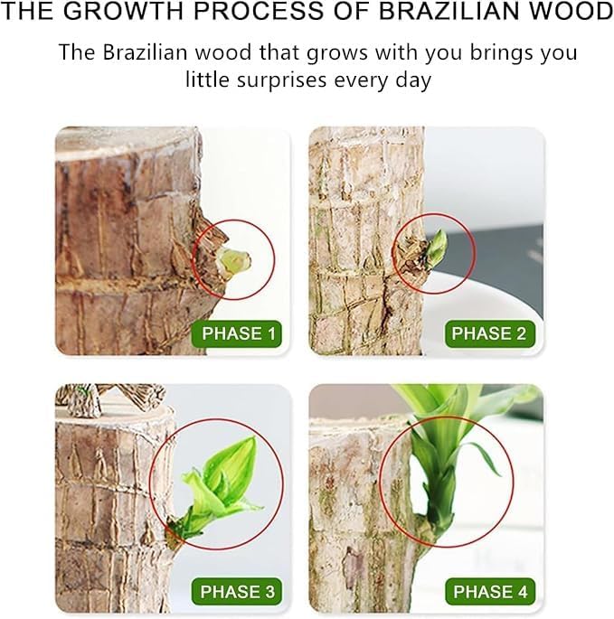 Brazilian Lucky Wood Plant Set, Natural Fortune-Bringing Ornaments Suitable for Office Desks, Desks, and Bedrooms (Purple Monk)