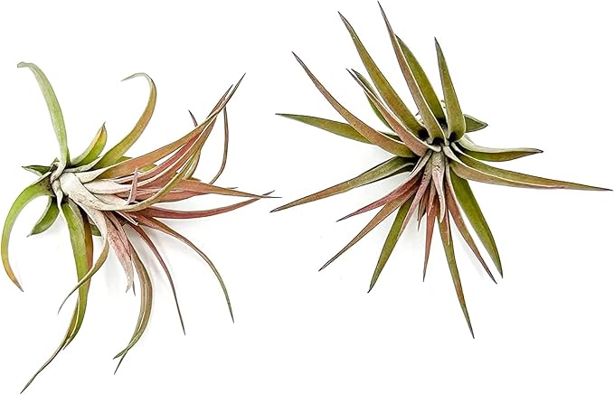 ragnaroc Air Plants - Tillandsia Brachycaulos Abdita, Large 4-6" - 2 ct - Live Arrival Guaranteed - House Plants for Home Decor & Gift