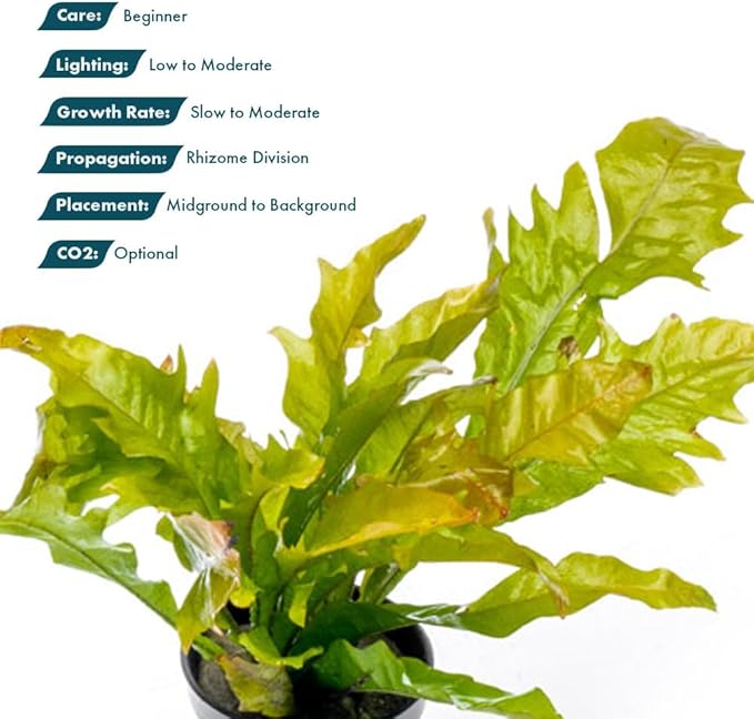 SubstrateSource Java Fern Live Aquarium Plants - Potted Freshwater Plant for Fish Tanks - Beginner Friendly, Low Light (Sunrise, 1 Pot)