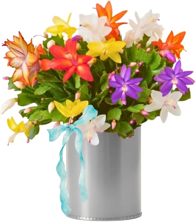 4 Mixed Christmas Cactus Plants Live Starter Size, Bloom in Winter, False Thanksgiving Cactus Plants Like, Cold Hardy, 5-9" in Tall, No Pot, Assorted Colors