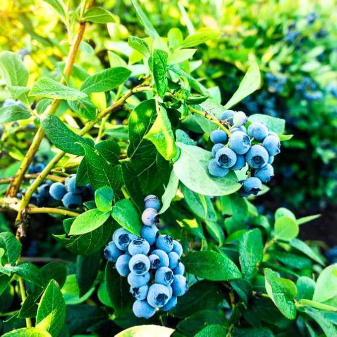 Misty Blueberry Plant Live for Planting, 4-8 Inch Tall Starter Plant, Hardy Blueberry Bush for Garden or Patio