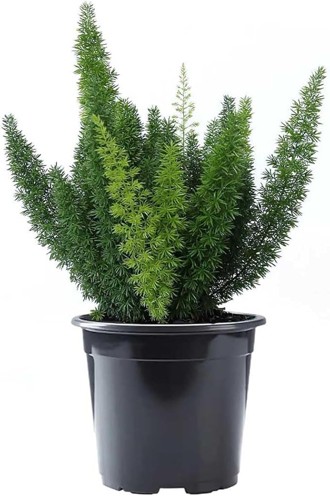 American Plant Exchange Foxtail Fern – 6-Inch Pot – Live Easy Care Tropical Plant with Arching Needle-Like Foliage for Indoor Décor, Patios, Containers, Hanging Baskets & Garden Landscapes