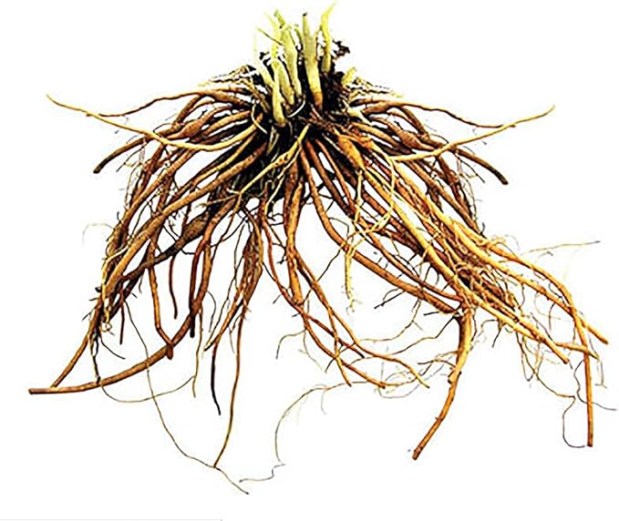 Stella De Oro Daylily - Favorite Yellow Re-Blooming Daylily, Bare Root, Low Maintenance, Continuous Blooms, Ideal for Garden Borders & Landscapes, Thrives in Full Sun or Partial Shade