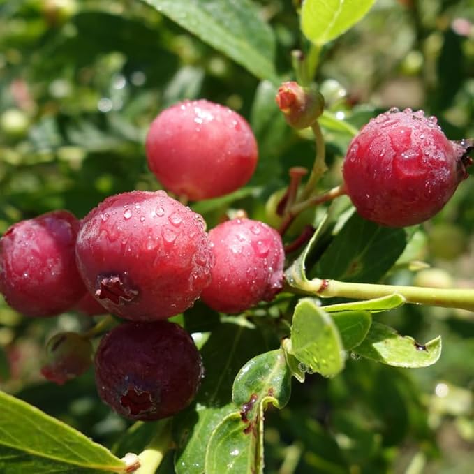 Pink Lemonade Blueberry Plant Live for Planting, 4-8 Inch Tall Starter Plant, Hardy Blueberry Bush for Garden or Patio