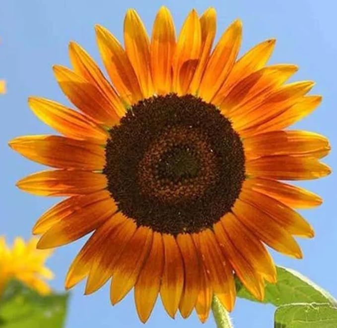 Sunflower Seeds for Planting - Heirloom Non-GMO Red Sun Sunflower Seeds to Plant & Grow Home Outdoor Garden - Great Gardening Gift, 50 Seeds