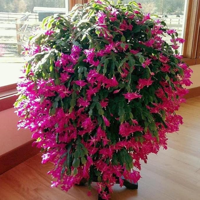 2 Pink Christmas Cactus Plants Live, True Thanksgiving Cactus Live Size 6-9" Inches Tall, Ready to Blooms, Holiday Houseplant, Cold Hardy, Bloom in Winter