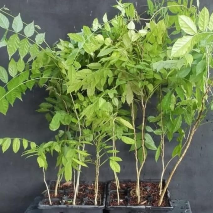 Wisteria Live Plant Seedling Tree in Pot, Dormant, Well-Rooted, 6-12" in Tall, Cold Hardy, Purple Blue Wistera