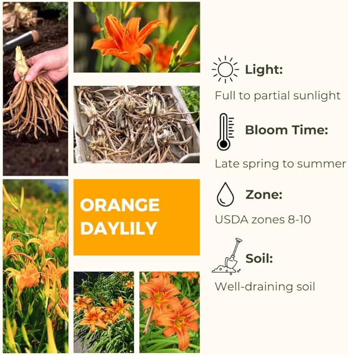 3 Wild Daylily Bulbs for Planting, Reblooming Daylilies Bulbs, Perennial Flowers Bulbs