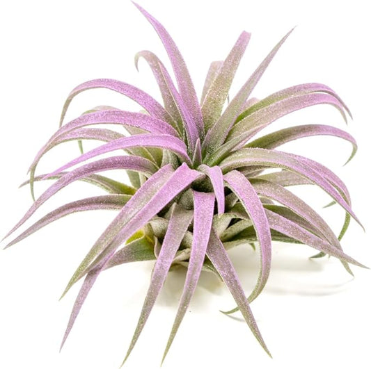 Lavender Colorful Tillandsia Air Plants - Long Lasting Color Enhanced Live Tillandsia Succulent House Plants - Home and Garden Decor - Easy Care Indoor and Outdoor Plant