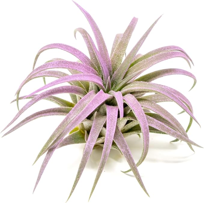 Lavender Colorful Tillandsia Air Plants - Long Lasting Color Enhanced Live Tillandsia Succulent House Plants - Home and Garden Decor - Easy Care Indoor and Outdoor Plants